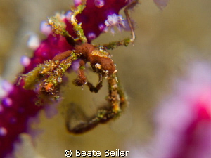 very small crab by Beate Seiler 